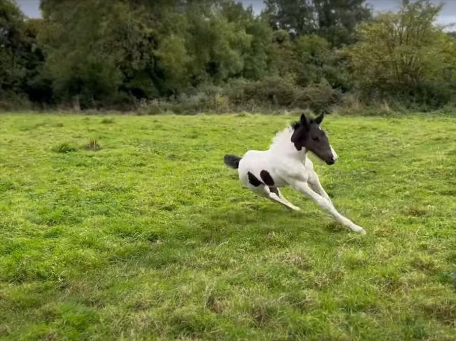 軽快に走る子馬の身にまさかのハプニング発生！？それもあってしょんぼりしてしまったようです・・