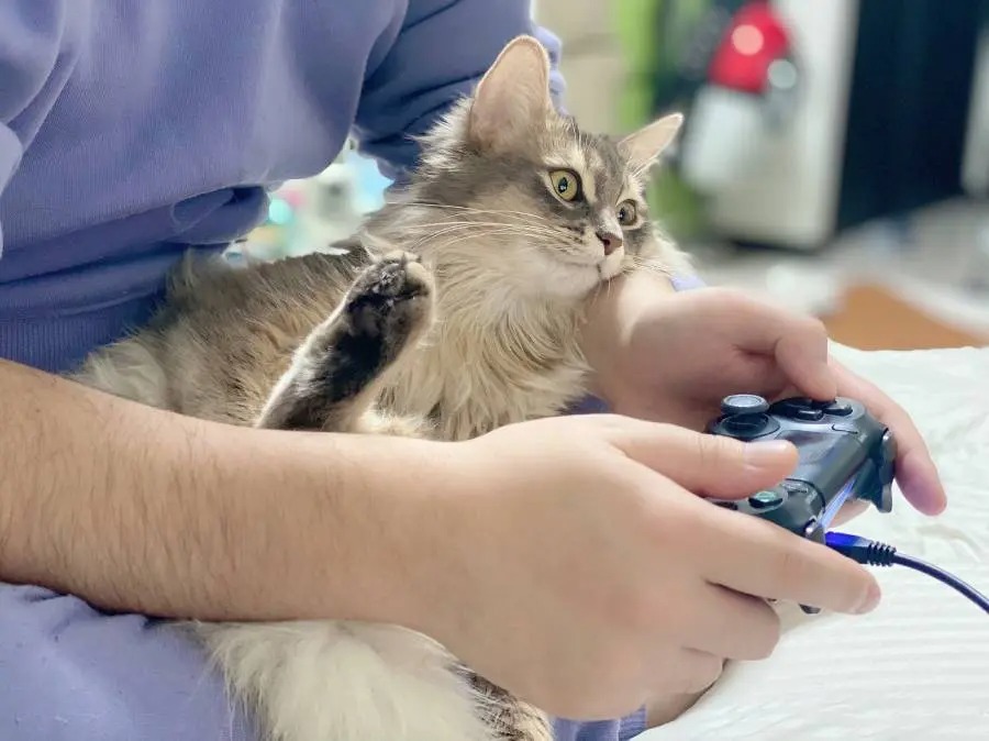 どうぶつの森かホラゲか　見るゲームで表情が変わってしまう猫ちゃん