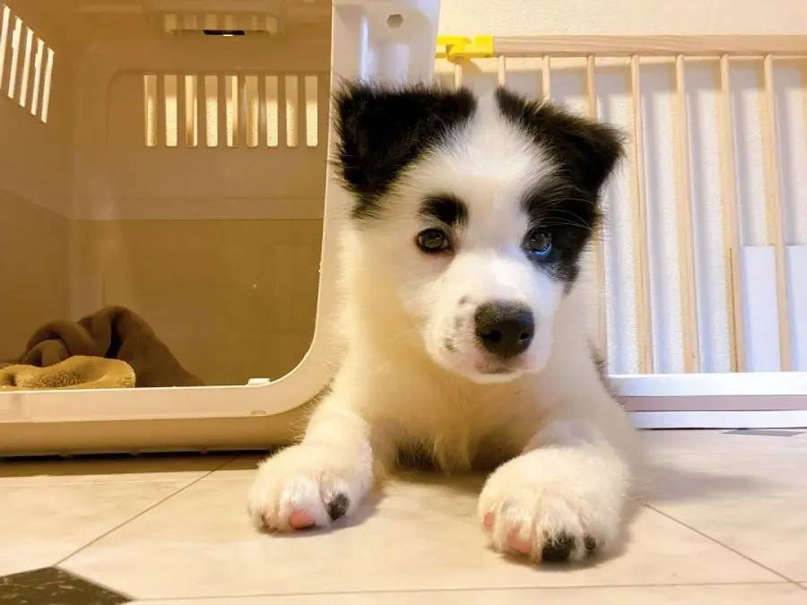 横顔が志村けんさんにそっくりなワンちゃん　まさしく「志村犬」