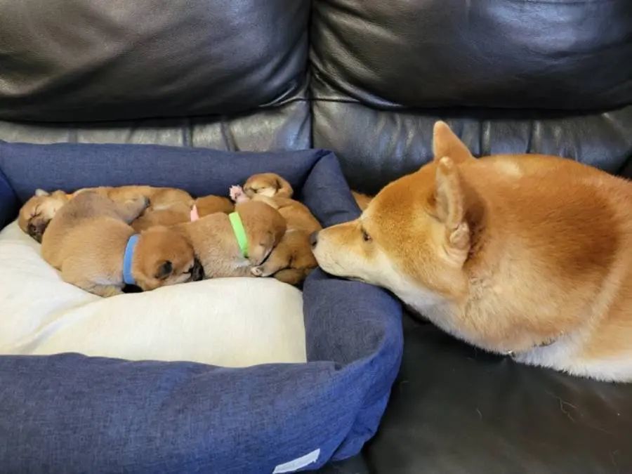 尊いが過ぎる……！見つめ合う柴犬親子にキュンキュンしちゃう