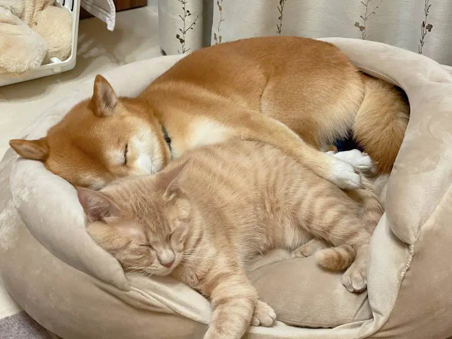 柴犬が猫ハウスに入って破壊……満足げな姿と対照的に猫は怒り心頭