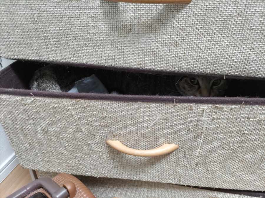 二足立ちで引き出しゴソゴソする猫 飼い主に見つかり甘えてごまかす