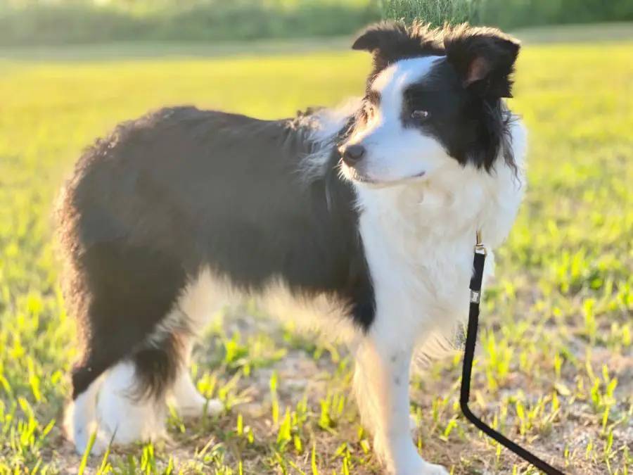 横顔が志村けんさんにそっくりなワンちゃん　まさしく「志村犬」