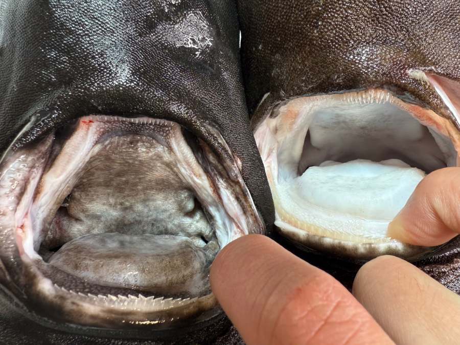 深海魚ハンター・西野勇馬さん　相模湾で2例目となるレア種「マルバラユメザメ」を釣り上げる