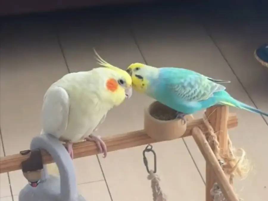 「濡れ衣を着せられる」とはこの事　インコの修羅場で飼い主とばっちり