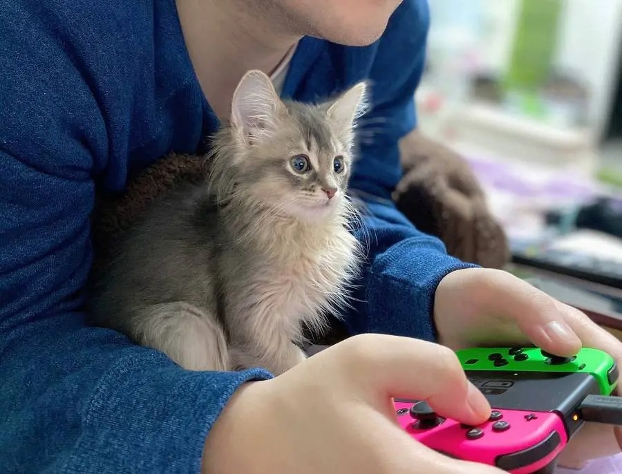 どうぶつの森かホラゲか　見るゲームで表情が変わってしまう猫ちゃん