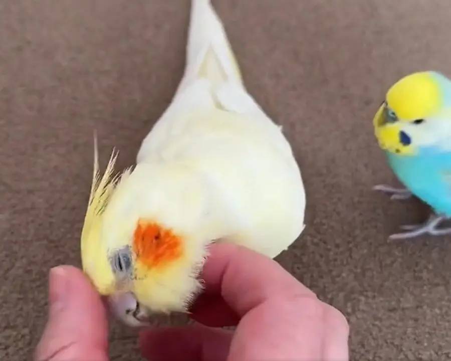 「濡れ衣を着せられる」とはこの事　インコの修羅場で飼い主とばっちり