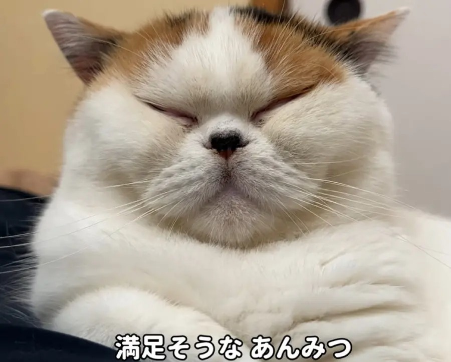 寝ていたら猫に囲まれた……にゃんて羨ましい