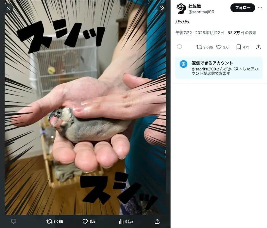 寿司のように握られる文鳥が可愛すぎる！これが「スシロー」謎素材の正解？