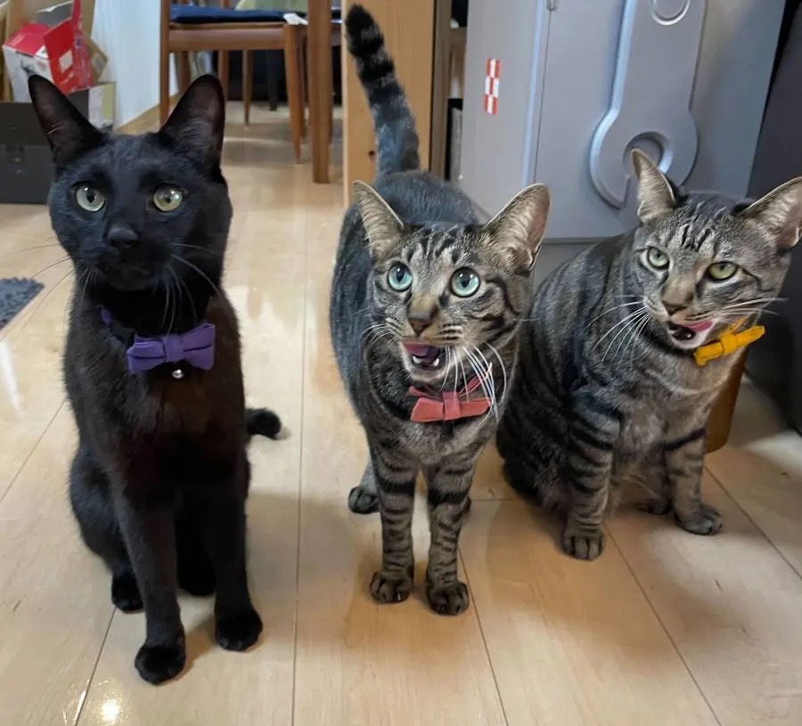 愛猫を描いたアイシングクッキー　縞模様や毛並みまで細かく表現