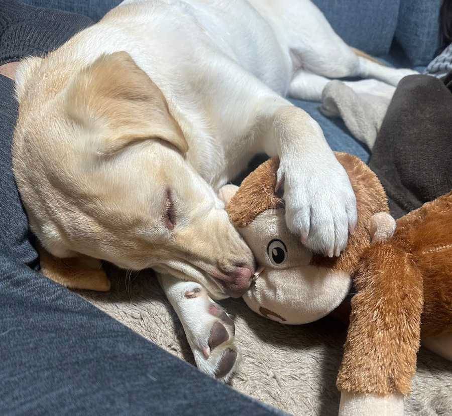 飼い主とおもちゃで遊ぶ約束をするも……忘れられちゃってショボン顔のワンコ