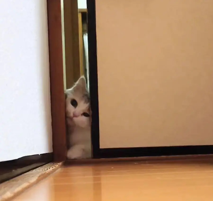 引き戸の隙間が通れない……試行錯誤する猫の動きがかわいすぎ