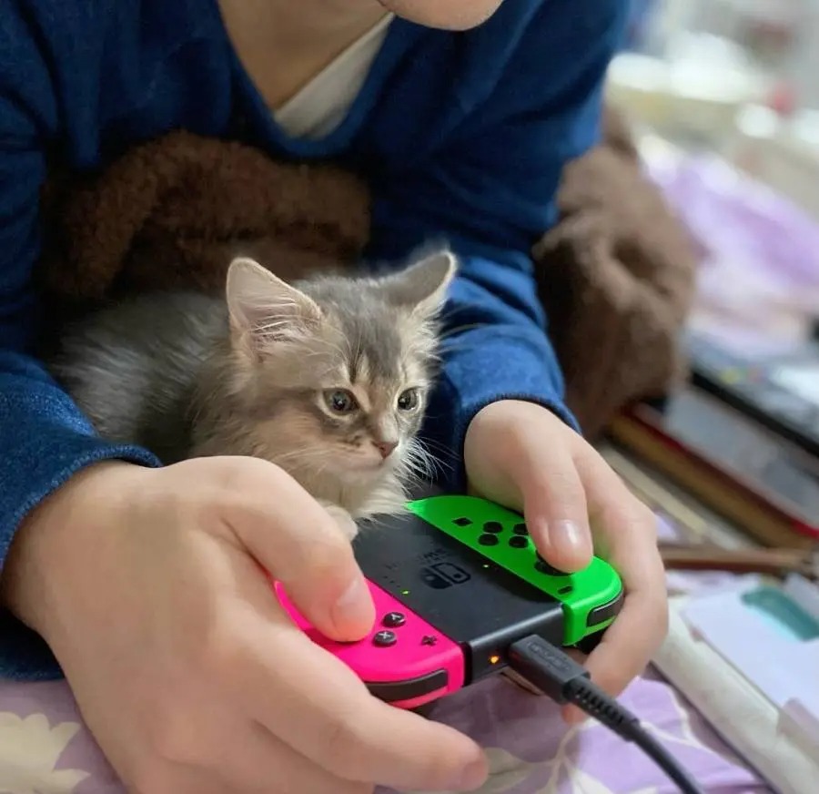 どうぶつの森かホラゲか　見るゲームで表情が変わってしまう猫ちゃん