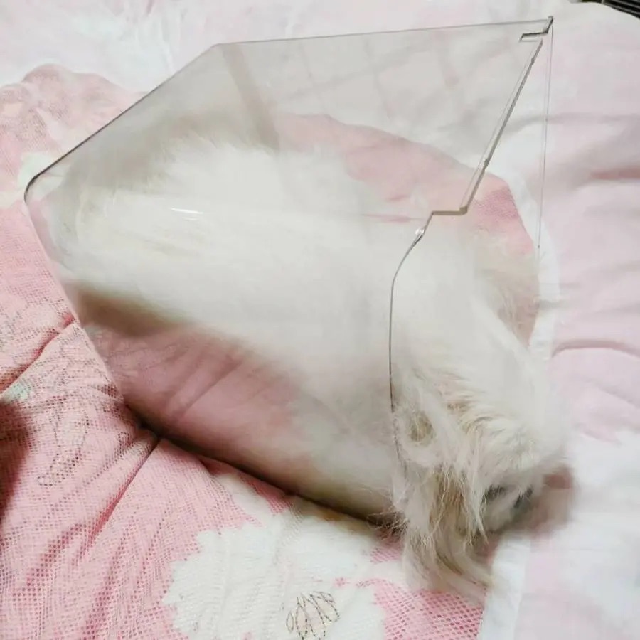 液体化するのは猫だけじゃなかった 生クリームみたいになった犬