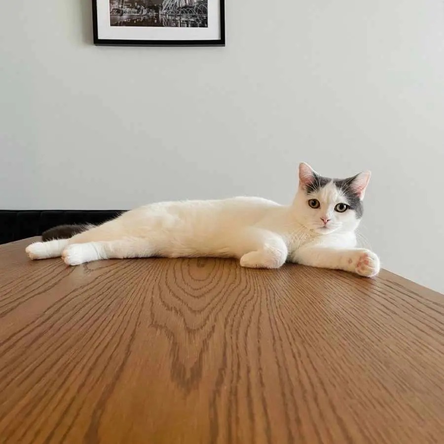 「ジョジョ立ち」「モデルさん」芸術点高めな猫ちゃんの振り向きポーズ