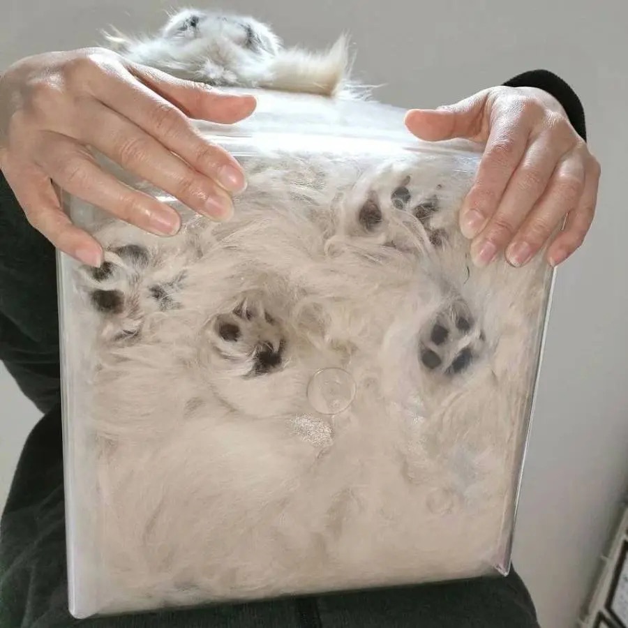 液体化するのは猫だけじゃなかった 生クリームみたいになった犬