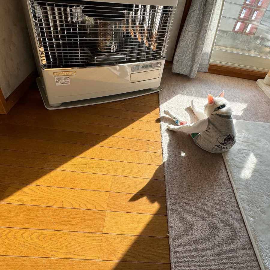 中に人入ってる?ストーブの前でくつろぐ猫の姿が休日の自分と重なる