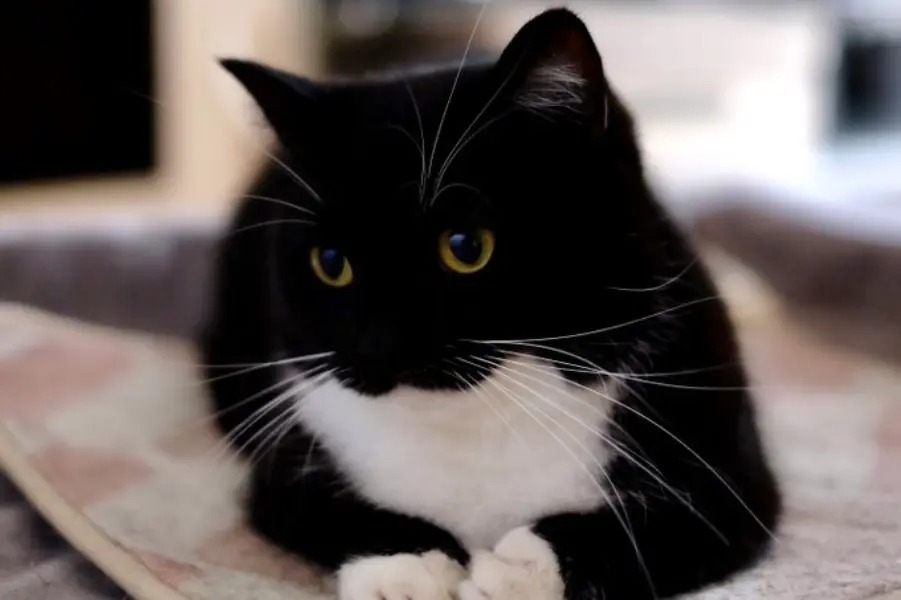とりこになったにゃ……ホットカーペットに溶けていく猫