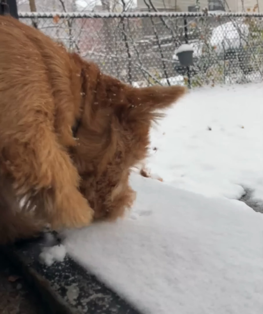 カナダの首都オタワで初雪が！外に遊びに出た愛犬たち父子ですが・・、口元に雪が付いている子は、もしかしてモグモグしてた？【海外・動画】