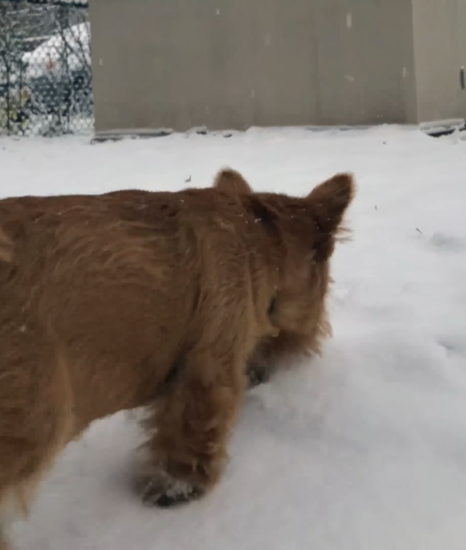 カナダの首都オタワで初雪が！外に遊びに出た愛犬たち父子ですが・・、口元に雪が付いている子は、もしかしてモグモグしてた？【海外・動画】