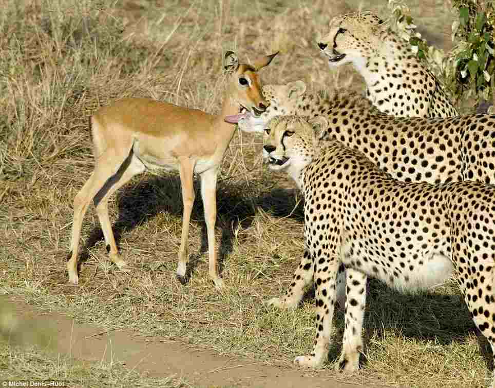 【画像】インパラを襲うどころか戯れて遊ぶ3匹のチーターの貴重なシーン