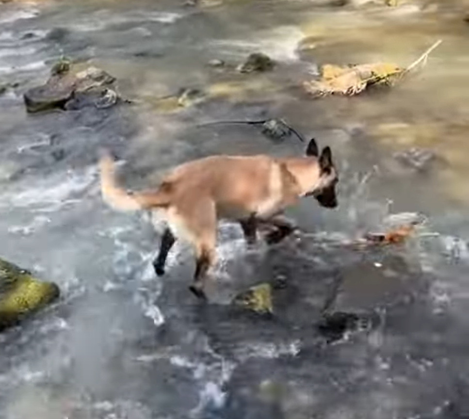 そこで気を緩めちゃダメ！お気に入りの木の枝をくわえあげゴキゲンで振り向いたマリノア。だけどそこは川の中だよ！！