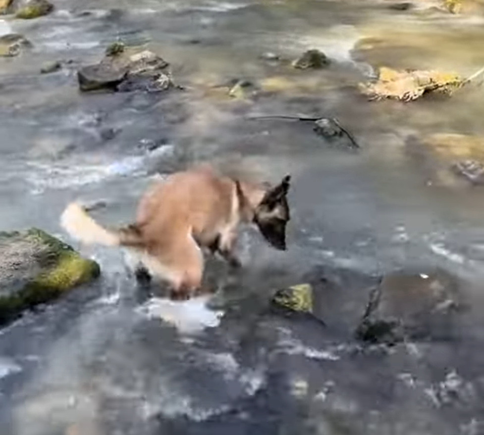 そこで気を緩めちゃダメ！お気に入りの木の枝をくわえあげゴキゲンで振り向いたマリノア。だけどそこは川の中だよ！！