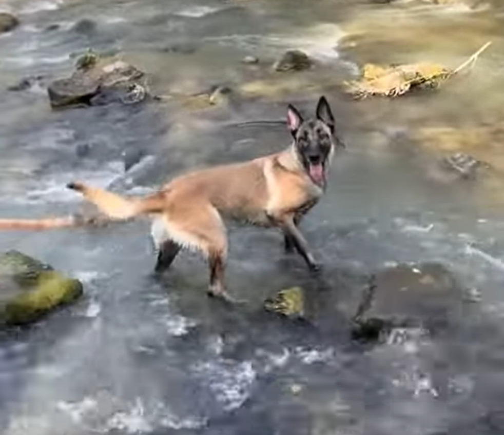 そこで気を緩めちゃダメ！お気に入りの木の枝をくわえあげゴキゲンで振り向いたマリノア。だけどそこは川の中だよ！！